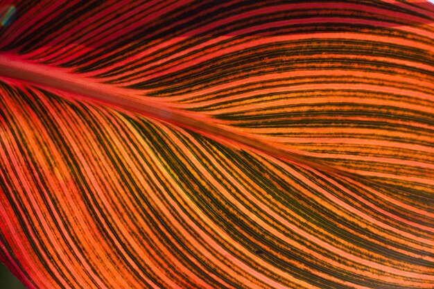 Orange and green lines on a leaf