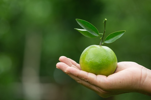 Orange in the hands of the , blurred  of green leaves.