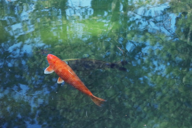 Free photo orange koi fish