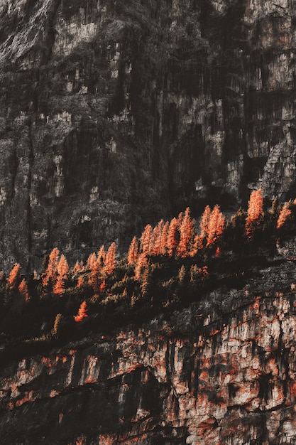 Alberi a foglia arancione su rocky hill