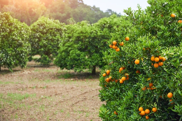 Бесплатное фото Апельсин - апельсиновое дерево апельсиновый парк. мир красоты
