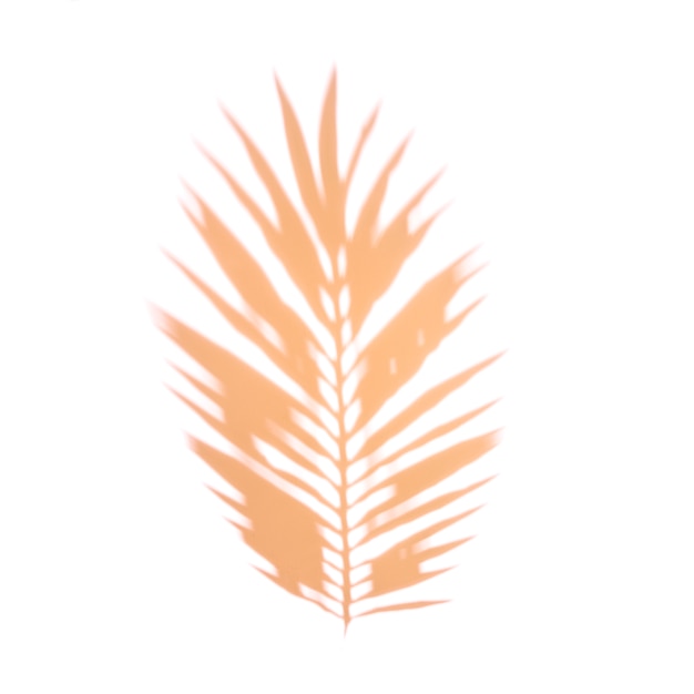 An orange palm leaf on white backdrop