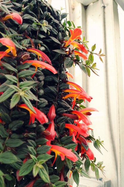 Orange Petaled Flowers Hanging Plant Closeup