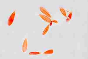 Free photo orange petals