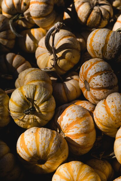 Orange pumpkins