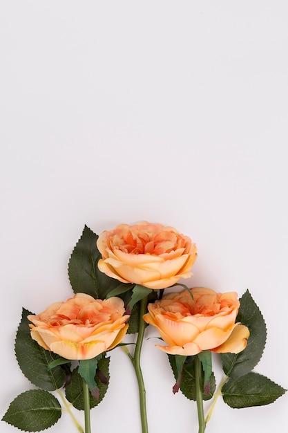 Free photo orange roses and leaves