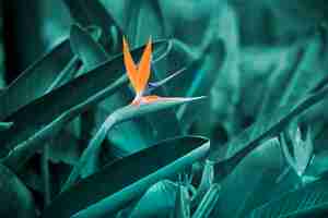 Foto gratuita strelizia arancione su sfondo di foglie verdi tropicali strelitizia reggiane birds of paradise flower