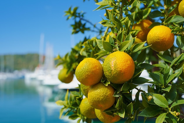 オレンジ色のタンジェリンは、木の上で熟し、青く明るい空と港のマリーナを背景に実を結びます。枝の上の柑橘類は、休暇についての背景やはがきのアイデアです。