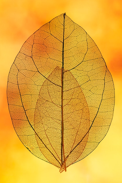 노란색 백라이트의 주황색 투명 잎