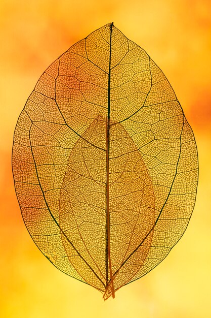 노란색 백라이트의 주황색 투명 잎