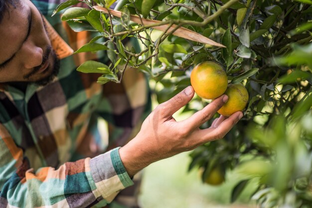 апельсиновое дерево поле мужской фермер урожай сбор оранжевые фрукты