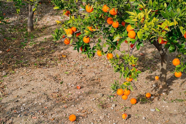 Foto gratuita arancio in giardino frutti di frutta matura cadono a terra prodotti stagionali coltivazione di arance nella regione mediterranea idea di fattoria biologica