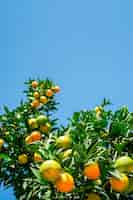 Free photo orange tree with fresh ripe fruits against a bright blue sky harvesting citrus fruitsselective focus vertical frame with space idea for a background