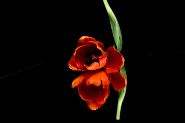 Orange tulip flower head reflecting on black background