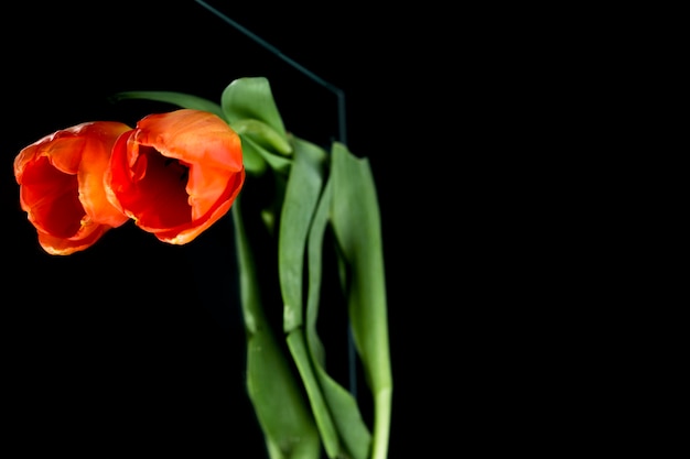 Orange tulip with stem reflecting on black glass