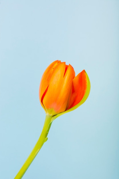 青い背景にオレンジ色のチューリップ花