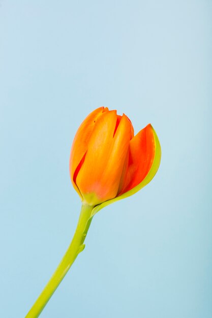 Цветок оранжевого тюльпана на синем фоне
