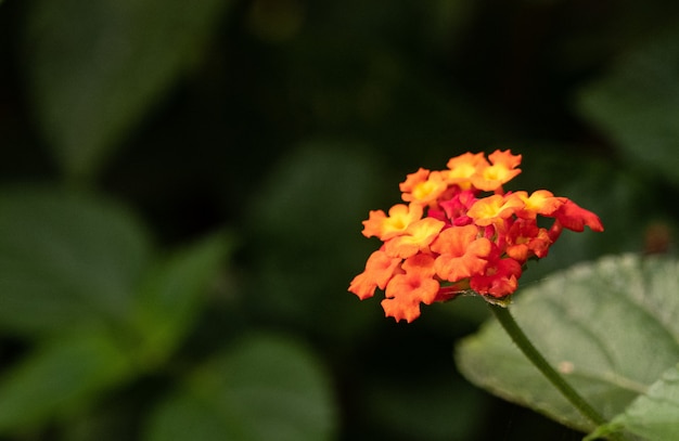 Orange West Indian Lantana surrounded by greenery with a blurry background