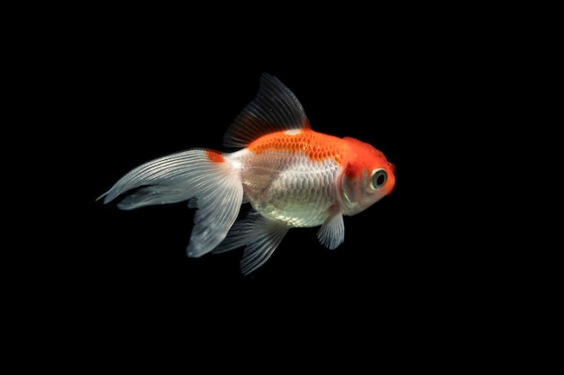 Orange and white dumbo betta splendens fighting fish