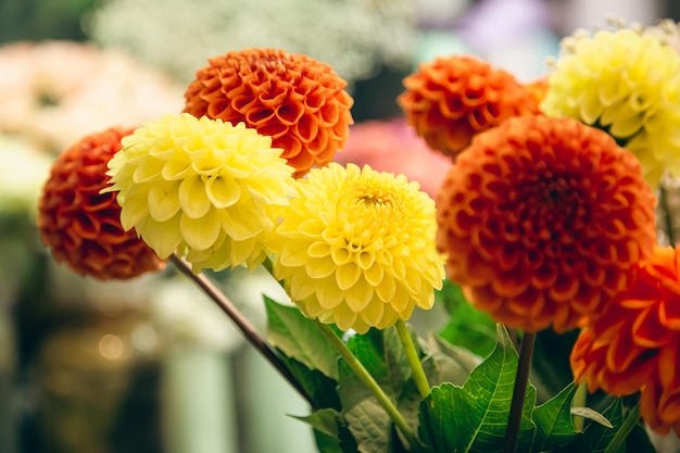 Foto gratuita fiori di dalie arancioni e gialli su una messa a fuoco morbida di sfondo sfocato