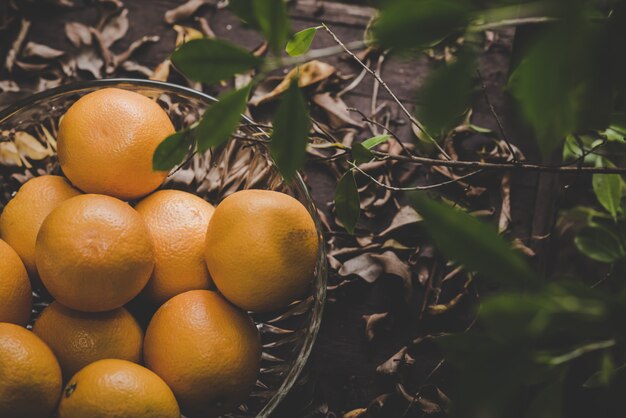 Группа апельсинов, недавно собранных и разделенных в корзину