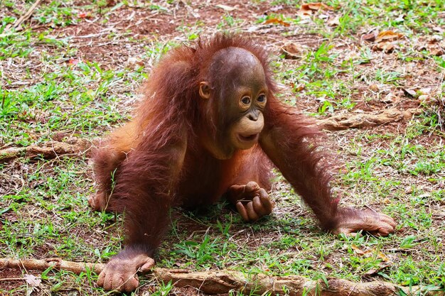 Orangutab children are seen playing alone