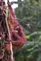 Free photo orangutan child playing in the tree