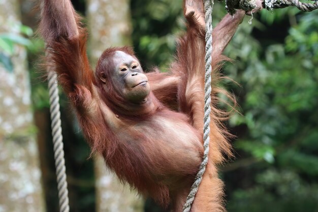 Orangutan playing on a swing holding a rope