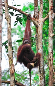 Orangutanf in rainforest