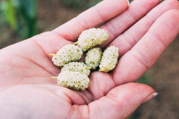 Orchard concept with grapes in hand