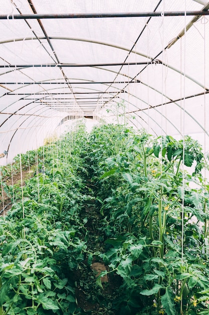 Orchard concept with greenhouse