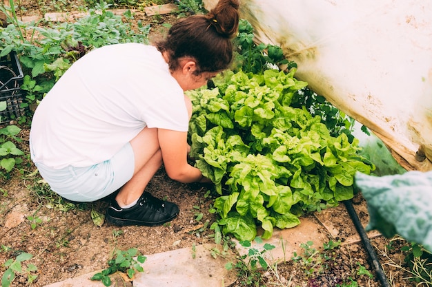 Foto gratuita concetto di frutteto e fattoria con insalata