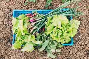 Foto gratuita concetto di frutteto e fattoria con insalata