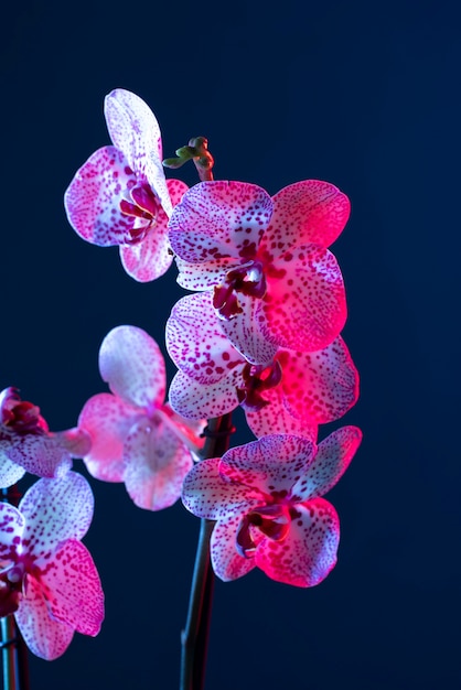 Orchid flower against blue background