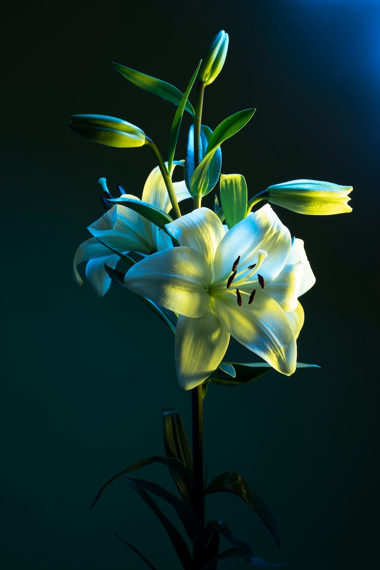 無料Photo 青い背景の蘭の花