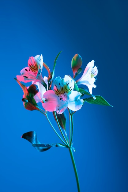 파란색 배경에 난초 꽃