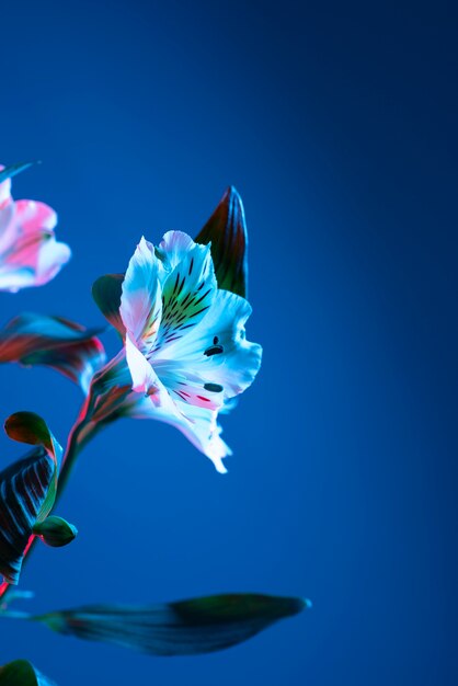 Orchid flower against blue background