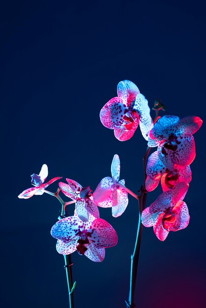青い背景の蘭の花