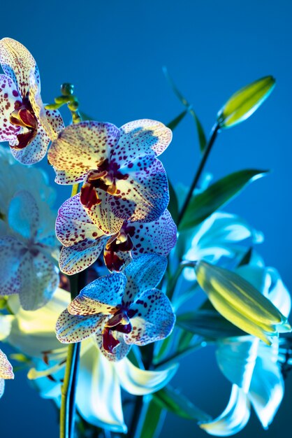 Orchid flower against blue background