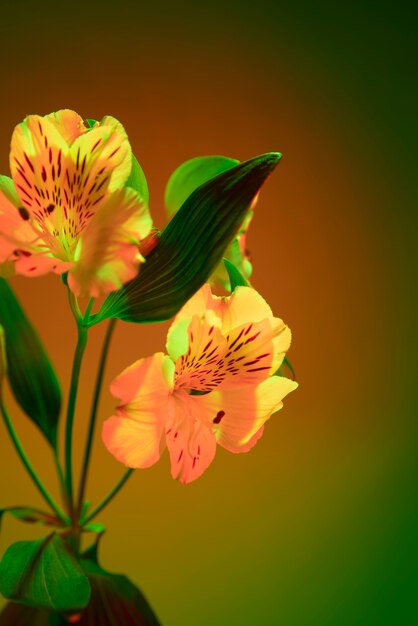 Orchid flower against gradient background