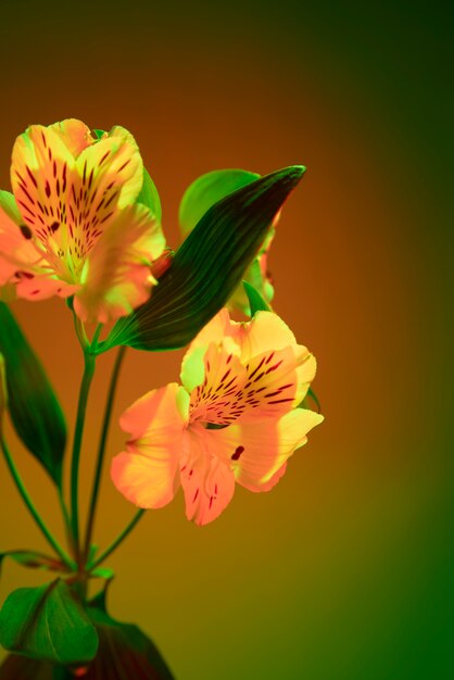 グラデーションの背景に蘭の花