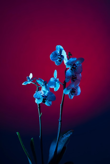 グラデーションの背景に蘭の花