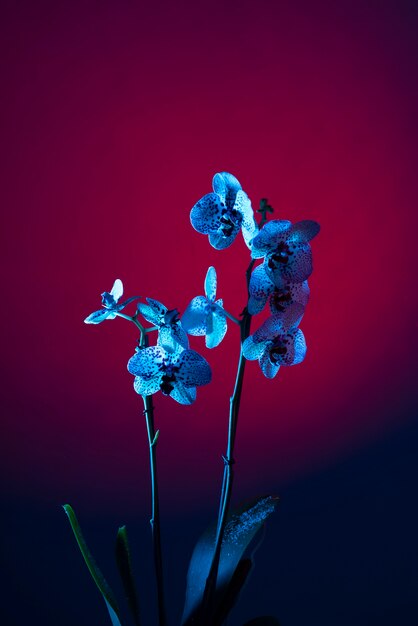 Orchid flower against gradient background