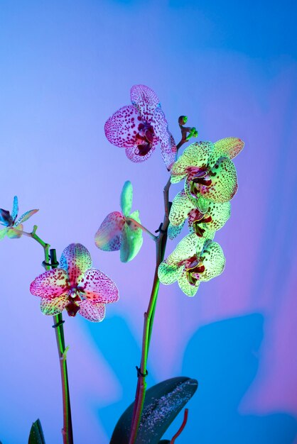 グラデーションの背景に蘭の花