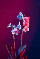 Free photo orchid flower against gradient background