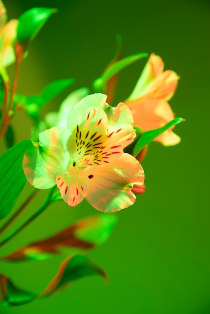 Цветок орхидеи на зеленом фоне