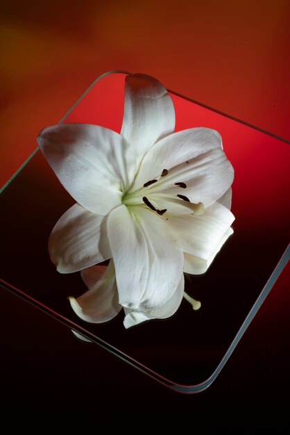 Цветок орхидеи на фоне зеркала и градиента