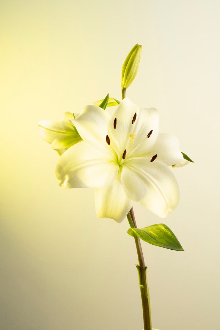 無料Photo 黄色の背景に蘭の花