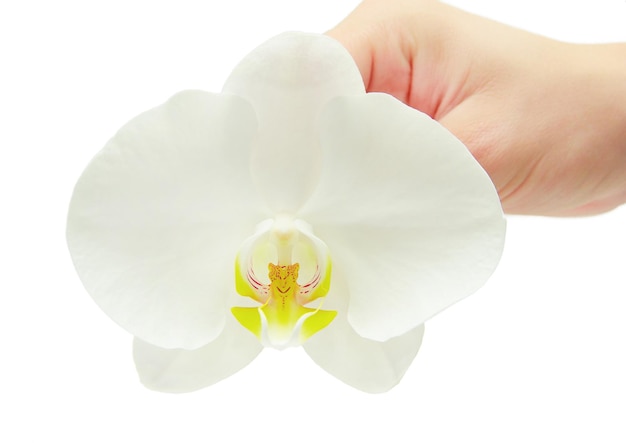 Цветок орхидеи в руке, изолированные на белом фоне