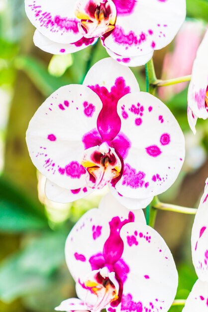 Orchid flower